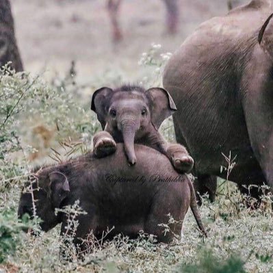 Visit Baby Elephant Profile