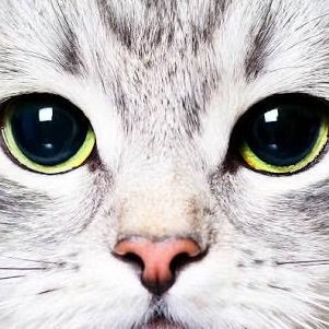 Fantasist, dancer, assistant. Love wildlife, cats and nightlife and the good life. Non PC NPC! Always question. Do your research.✨✨✨All the flags.