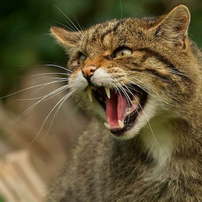 Jaco87211275's profile picture. Stray cat. Passionate infosec  engineer