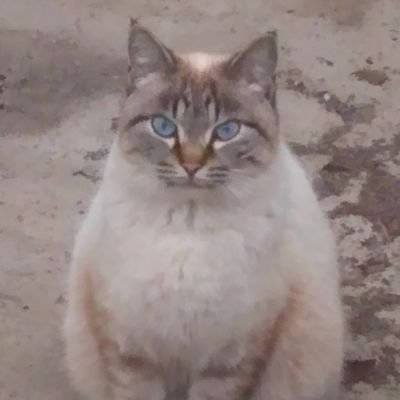 GAmZ3Iosci74mqv's profile picture. よろしくお願いしますm(__)m