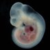 Laboratory of Molecular Pathogenetics (@pavlinkovalab) Twitter profile photo Laboratory of Molecular Pathogenetics (@pavlinkovalab) Twitter profile photo