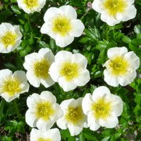 NPO法人 大雪山自然学校 (@daisetsu_ns) Twitter profile photo