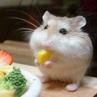 NOB⭐ (@nob_photon) Twitter profile photo