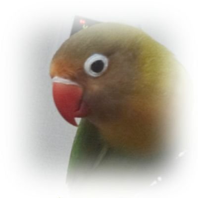 izumeeeeeeen's profile picture. ５羽🦜のインコちゃん達と暮らしてます♪