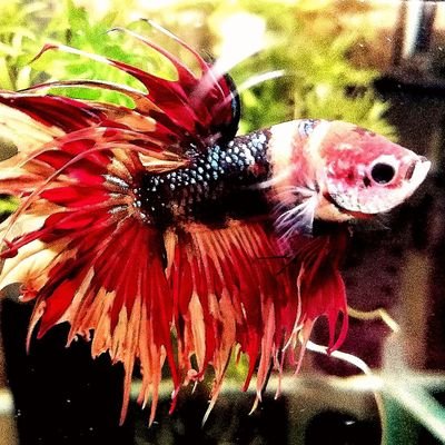 Tsuyoshi どうやら腹水病っぽいです 泳ぎ方がおかしい 完治が難しい病気の様で 薬浴 薬餌を試してみます ベタ 腹水病