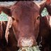 My Info (@farmkid1014) Twitter profile photo My Info (@farmkid1014) Twitter profile photo