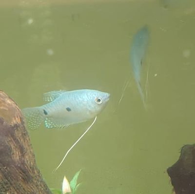 TrumanWhite11's profile picture. Former member of the #YangGang, sad to see that he did not get the nomination #resist