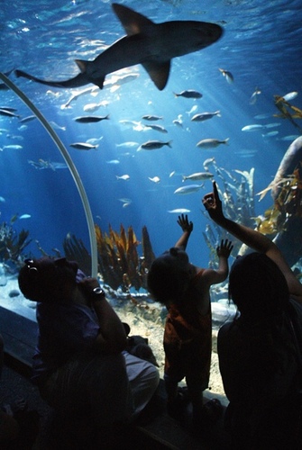 In SEA LIFE Blankenberge you make a fascinating journey of discovery along the Amazon River & through the seas and oceans of the world. More than 2.500 animals!