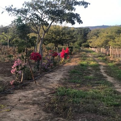 mycaldas's profile picture. 