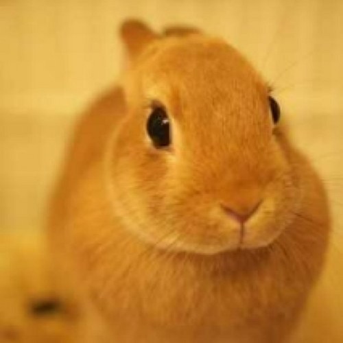 29korin's profile picture. 