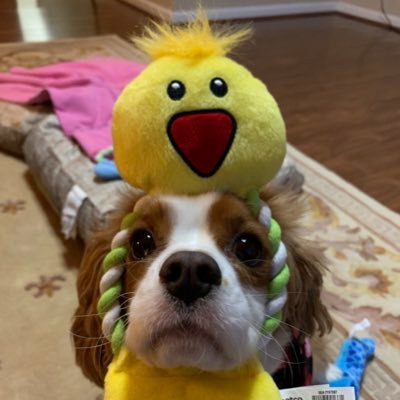 I’m a Cavalier King Charles Spaniel that loves cuddling with my pawrents, doing zoomies, & chasin’ butterflies on the daily!🦋Member of the #cavpack