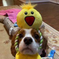 Howie_TheCavalier(@HowietheCav) 's Twitter Profile Photo