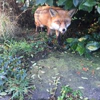 Red Fox(@RHardman7) 's Twitter Profile Photo