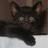 tarplan's profile image