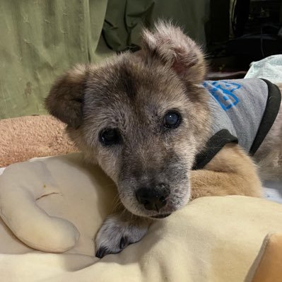 「やうむ_奈落の底（@yaumu_naraku）」の飼い犬とインコ専用アカウント。2004年に里親会からお迎えした三本脚雑種犬チャオは推定18歳で2020.5.8🌈へ。ヨウムのベニは20歳。オオホンセイインコのタケは19歳で2020.9.11🌈へ。ダルマインコのマルが新しく家族に。