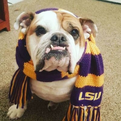 Attorney with the State of Florida - grew up on beaches of FL Panhandle then moved to Bayou of LSU. Now back in FL but still 💜 all things Louisiana.