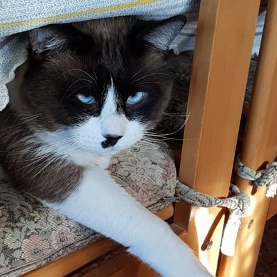 sono molto amante degli animali....specie i gatti....sono totalmente anticomunista e nettamente di destra e completamente šššššš....āš¤āš¤š®šŖ