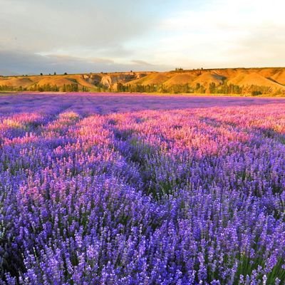 Democratic252's profile picture. 