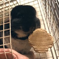 ぐれたろ🐭chinchillaBot🤖 (@south_gureta) 's Twitter Profile Photo