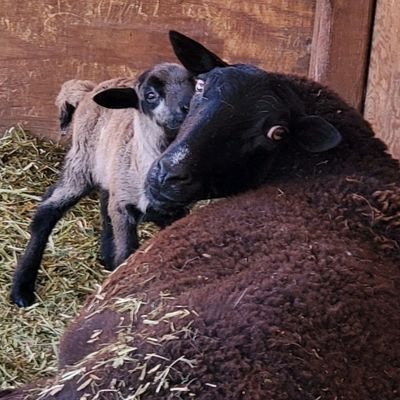 FarmSlil's profile picture. I love to cook + garden + work w/ wood. I 💗 our lil' farm with our ponies, sheep, & asst poultry, dogs & cats etc. My hubby & I ♥️ Jesus our kids & 💕grandkids