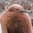 penguinstudfuck's profile image