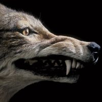 Coyote Down (@coyote__down) 's Twitter Profile