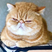 Scotch Meowgi (@scotchmeowgi) 's Twitter Profile
