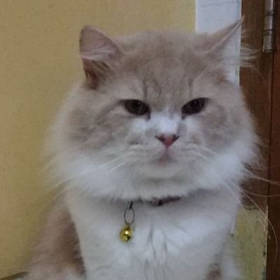milosibuled's profile picture. milo anak gendud