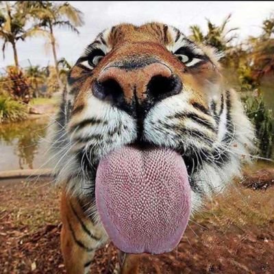 GRINCHEUX888's profile picture. Astronaute, à la recherche d'une planète sans riches, sans pauvres, sans religions, sans racisme, sans idiots....