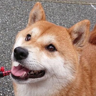 柴犬あかね 新しいポケモン ワンパチ描きました コーギーに似てるなぁ 可愛いい W ワンコに関するのでこっちにもあげました ワンパチ ポケモン剣盾 ポケモンイラスト 柴犬あかね 新しいポケモン ワンパチ描きました コーギーに似てるなぁ 可愛いい W ワンコに関するのでこっちにもあげました ワンパチ ポケモン剣盾 ポケモンイラスト