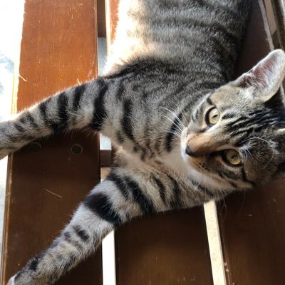 eifinya's profile picture. 