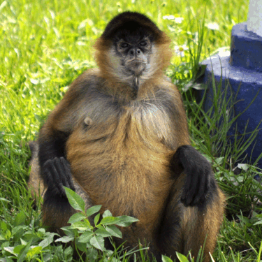 RiversideResort's profile picture. Homosassa River's Most Famous Waterfront Hotel and Restaurant