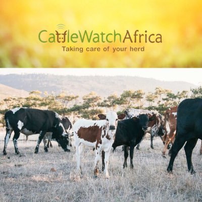 Leading Livestock Tracking & Management IoT Technology in the world. Tel: +27 31 837 2806 E-mail: info@cattle-watch.co.za