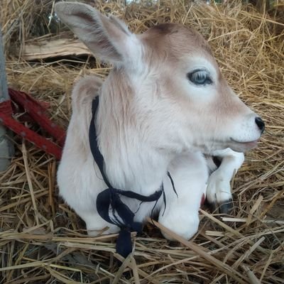 ManojKu86613556 Profile Picture