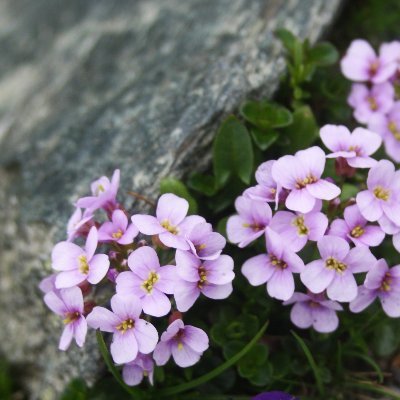 International scientific team addressing microevolutionary and speciation processes in diploid-polyploid complexes in #Brassicaceae. @CharlesUniPRG https://t.co/7rzAxTjmj7