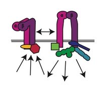 David Calderwood lab(@CalderwoodLab) 's Twitter Profile Photo