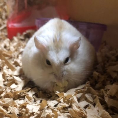 ウチのハムスター Hamuhamu Uchino Twitter