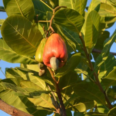 Embrapa's data and news aggregator about cashew // Agregador de dados e notícias sobre cajucultura da Embrapa Agroindústria Tropical @AgroIndTropical