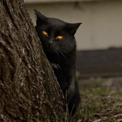 Blackcat01