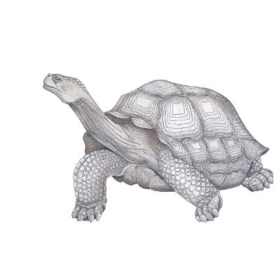 GalapagosSafari Profile Picture