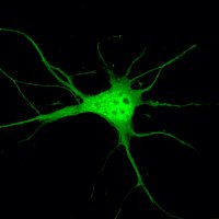 Motoneuron Lab INM (@motoneuron_inm) Twitter profile photo