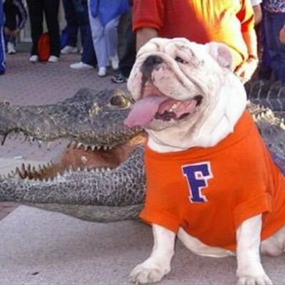 zzgator Profile Picture