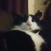 Tracy 😺😁 (@tracymeowlady) Twitter profile photo Tracy 😺😁 (@tracymeowlady) Twitter profile photo