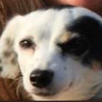 I Am Dog 🇪🇺🇺🇦🇦🇲💉💉💉❌🚿❌ (@dogthebot) 's Twitter Profile