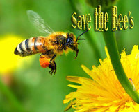 A group to make people aware of the plight of honey Bee's.

They pollinate one third of our foods.
I want to see how many people will follow!