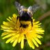 Bee Kind (@sylviemtrotter) Twitter profile photo Bee Kind (@sylviemtrotter) Twitter profile photo
