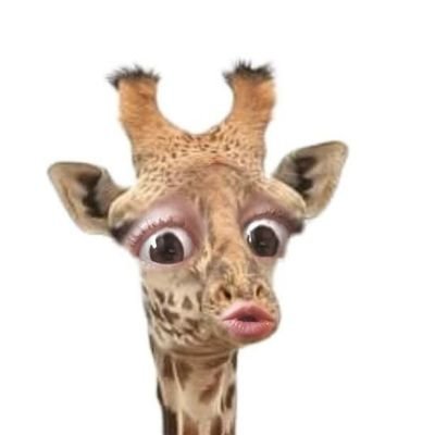 Bethan_Allen's profile picture. Mental Health Nursing ❤️, animal lover 🐾, love dogs + sloths, nature lover 🌍, peace and love! ☮️☯️ Welsh speaker🐉 All views my own 🔮♉