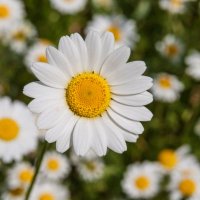 freespirit (@freespirit4eva1) 's Twitter Profile