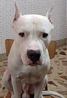 @gustadolfm