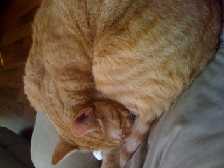 Schmuley230's profile picture. I am ginger kitty in the big city and living the dream!!!!!